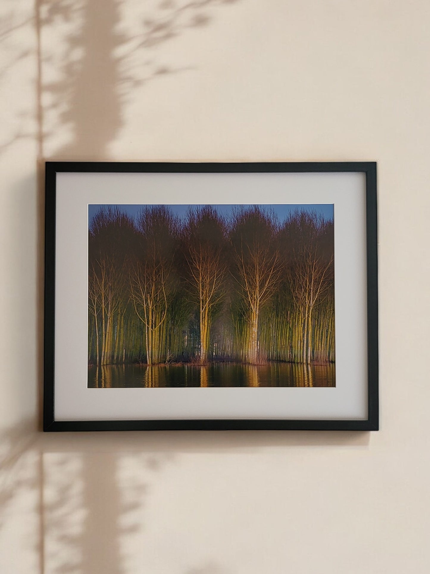 Photographie "6 Arbres"