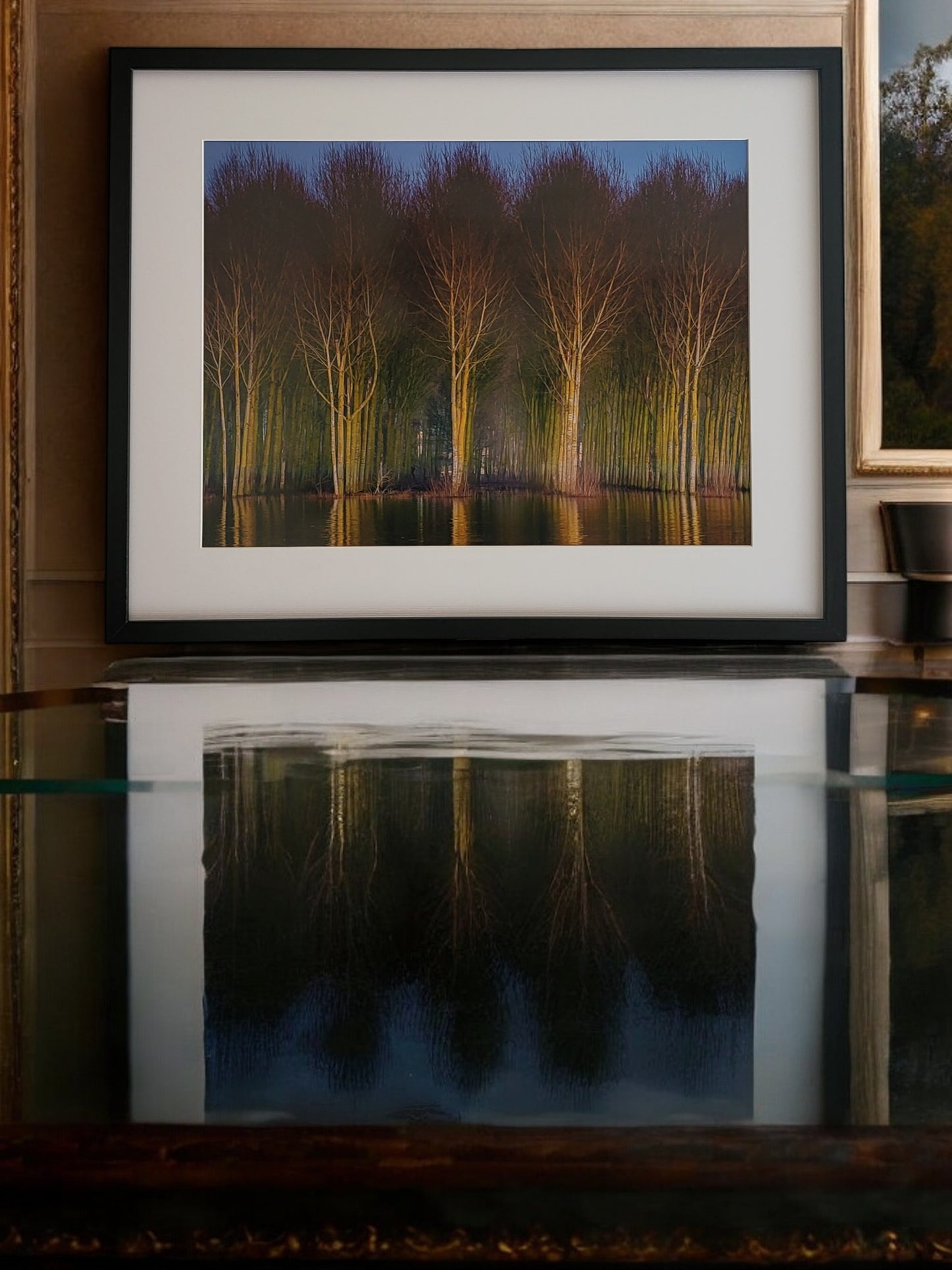 Photographie "6 Arbres"