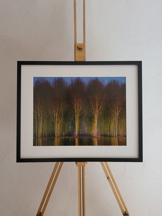 Photographie "6 Arbres"