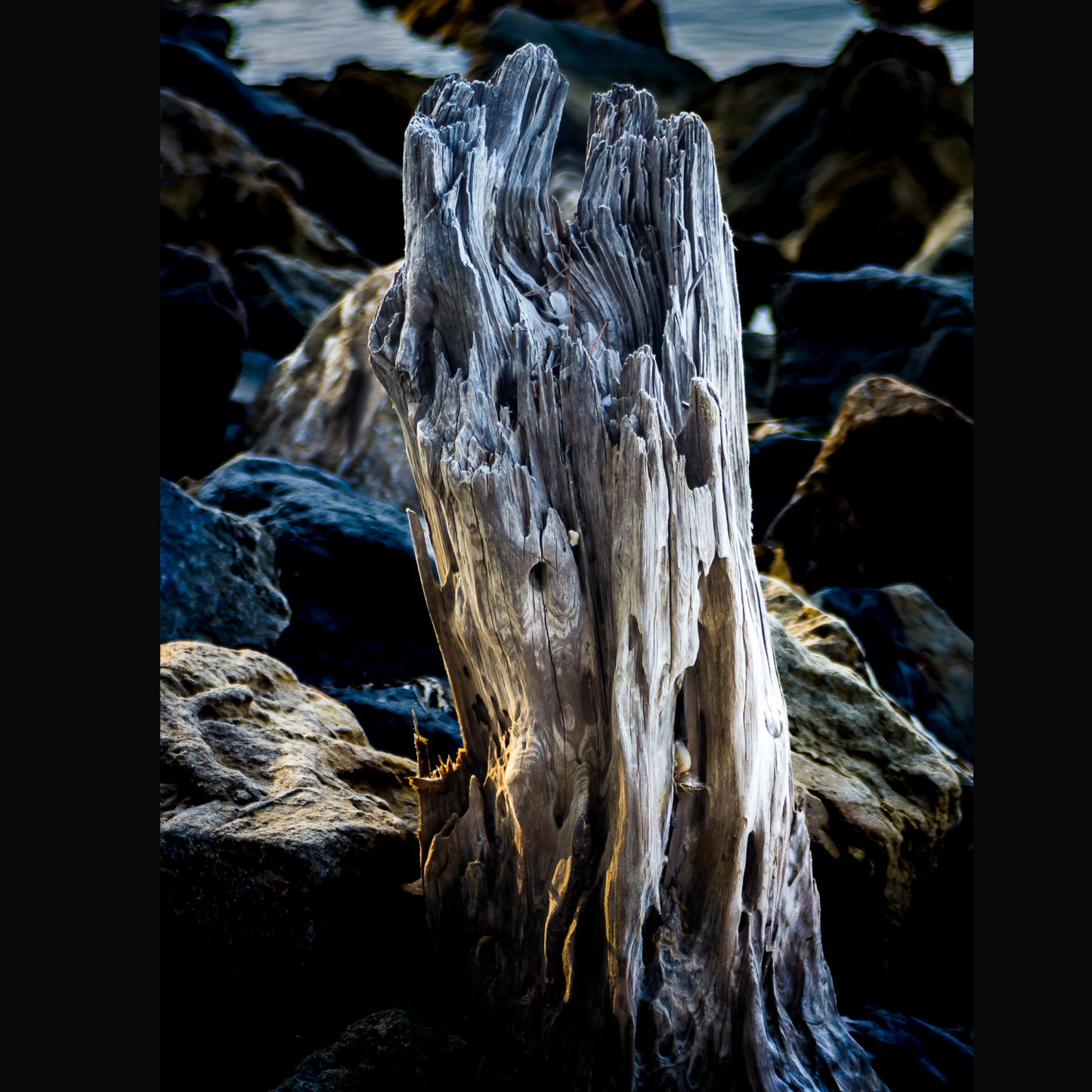 Photographie "Bleu de Bois"