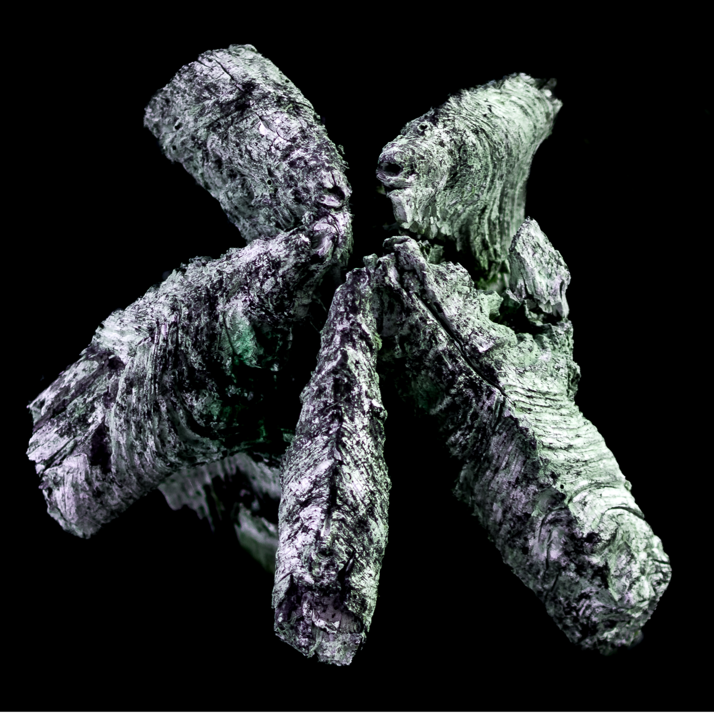 Photographie "Bois Vert"