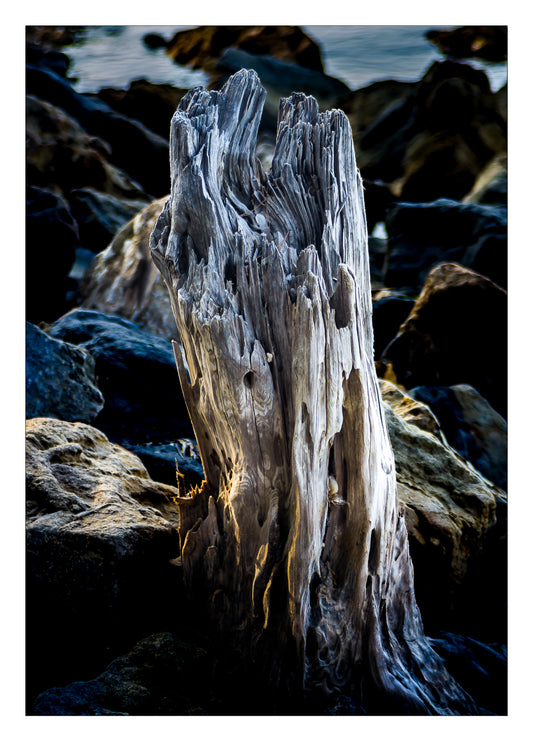 Photographie "Bleu de Bois"