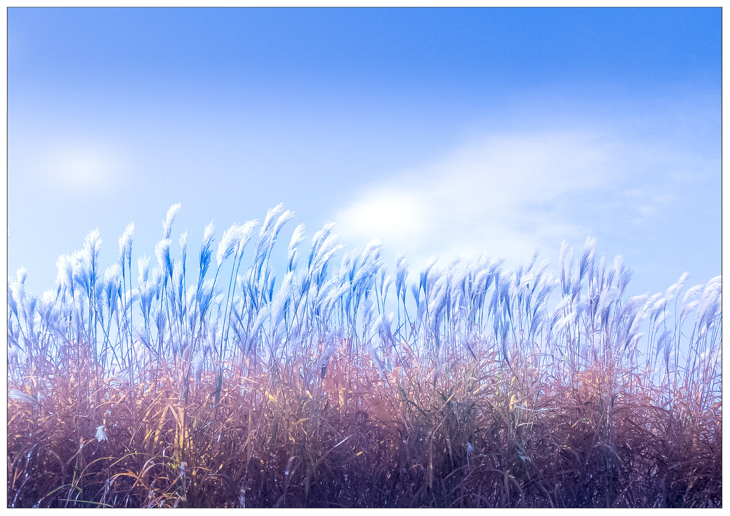 Photographie "Pluie de roseaux"