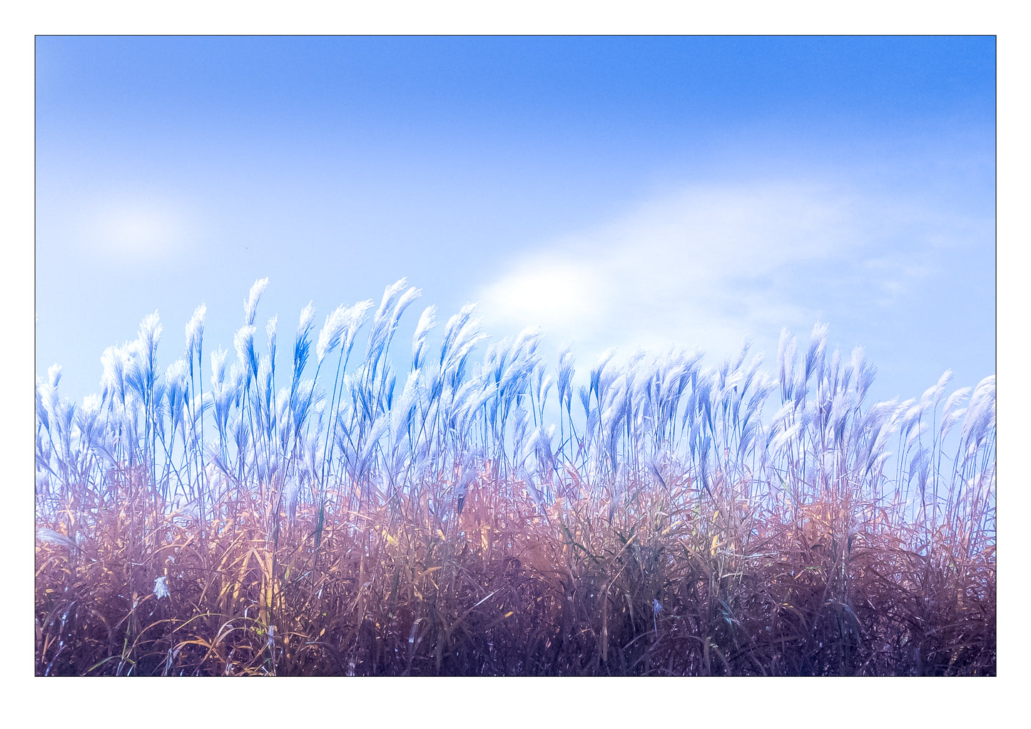 Photographie "Pluie de roseaux"