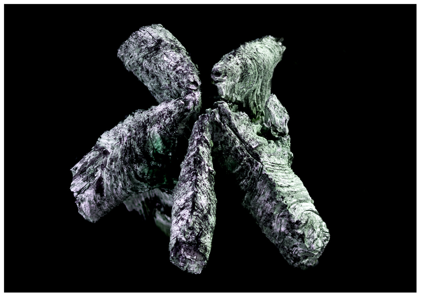 Photographie "Bois Vert"