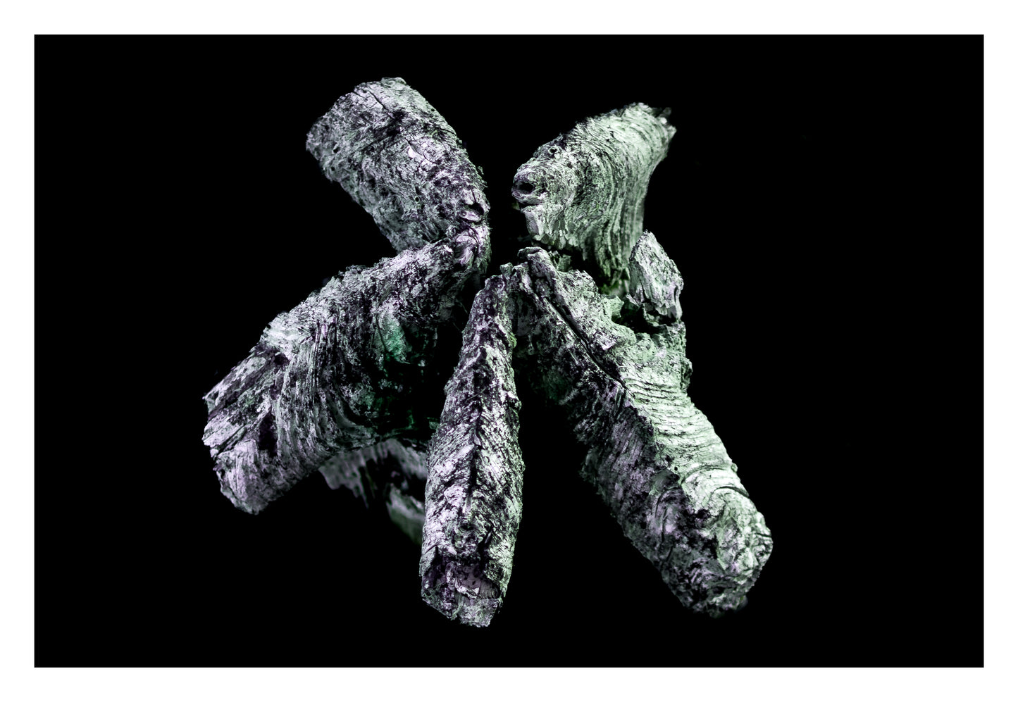 Photographie "Bois Vert"