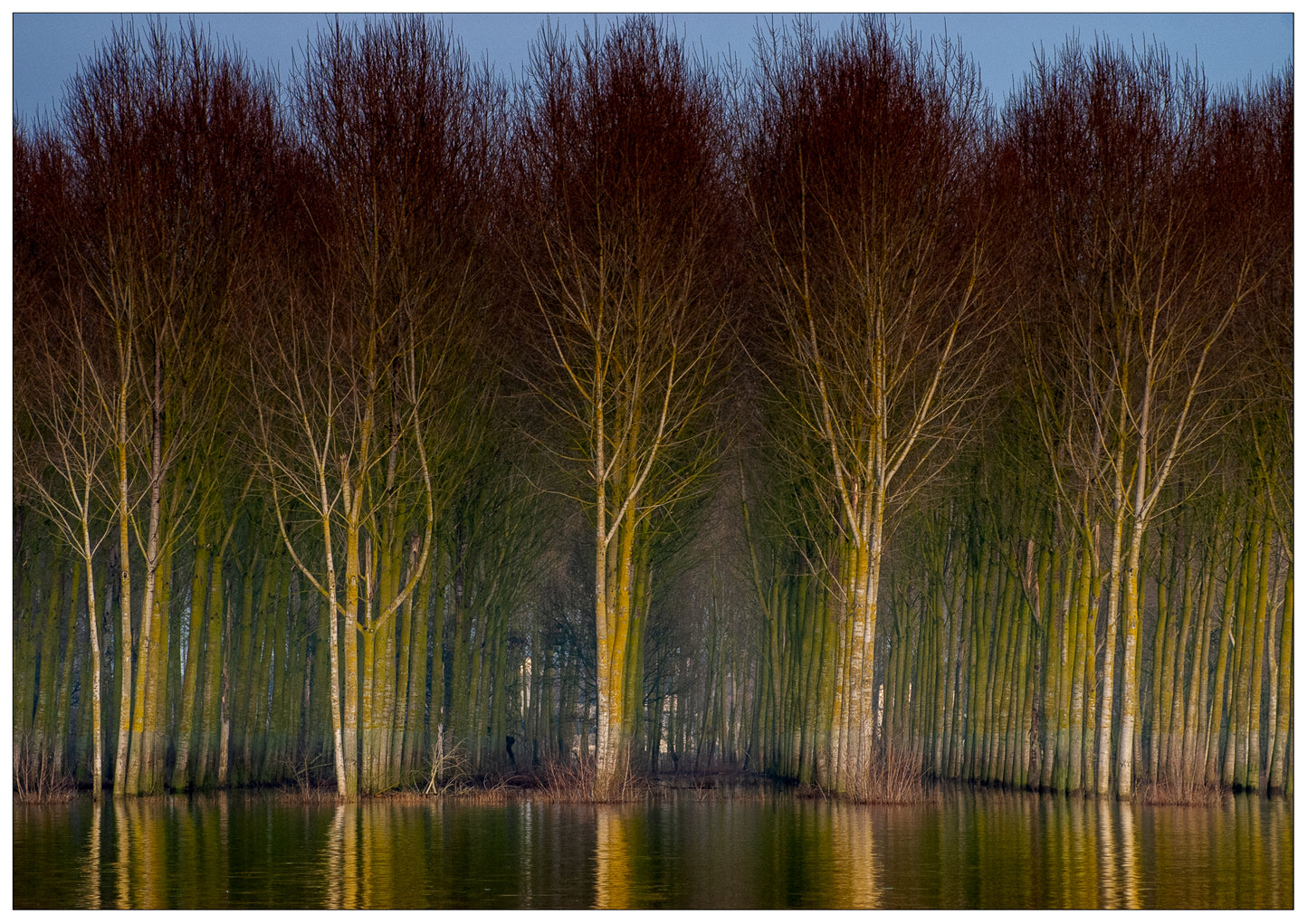 Photographie "6 Arbres"