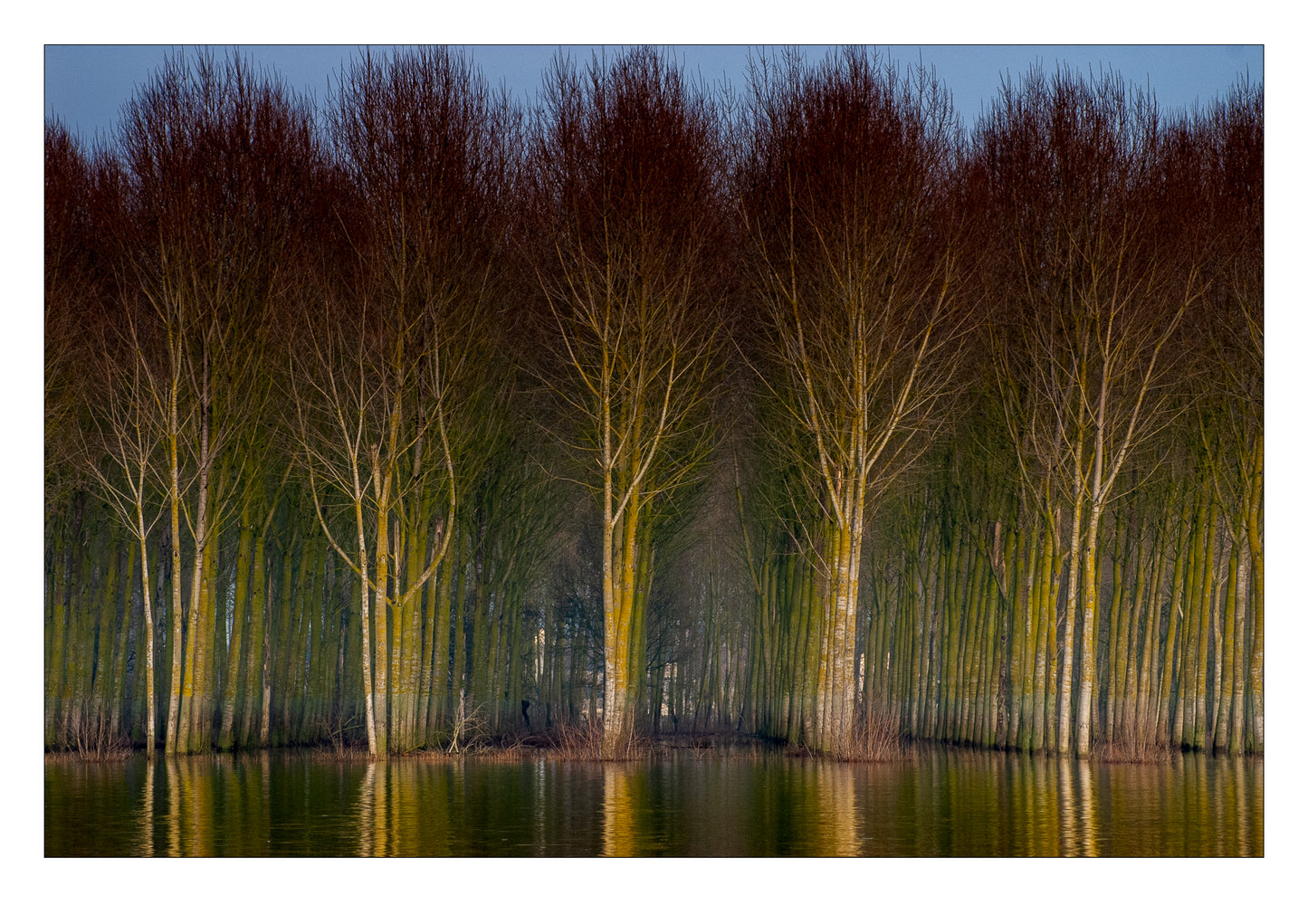 Photographie "6 Arbres"