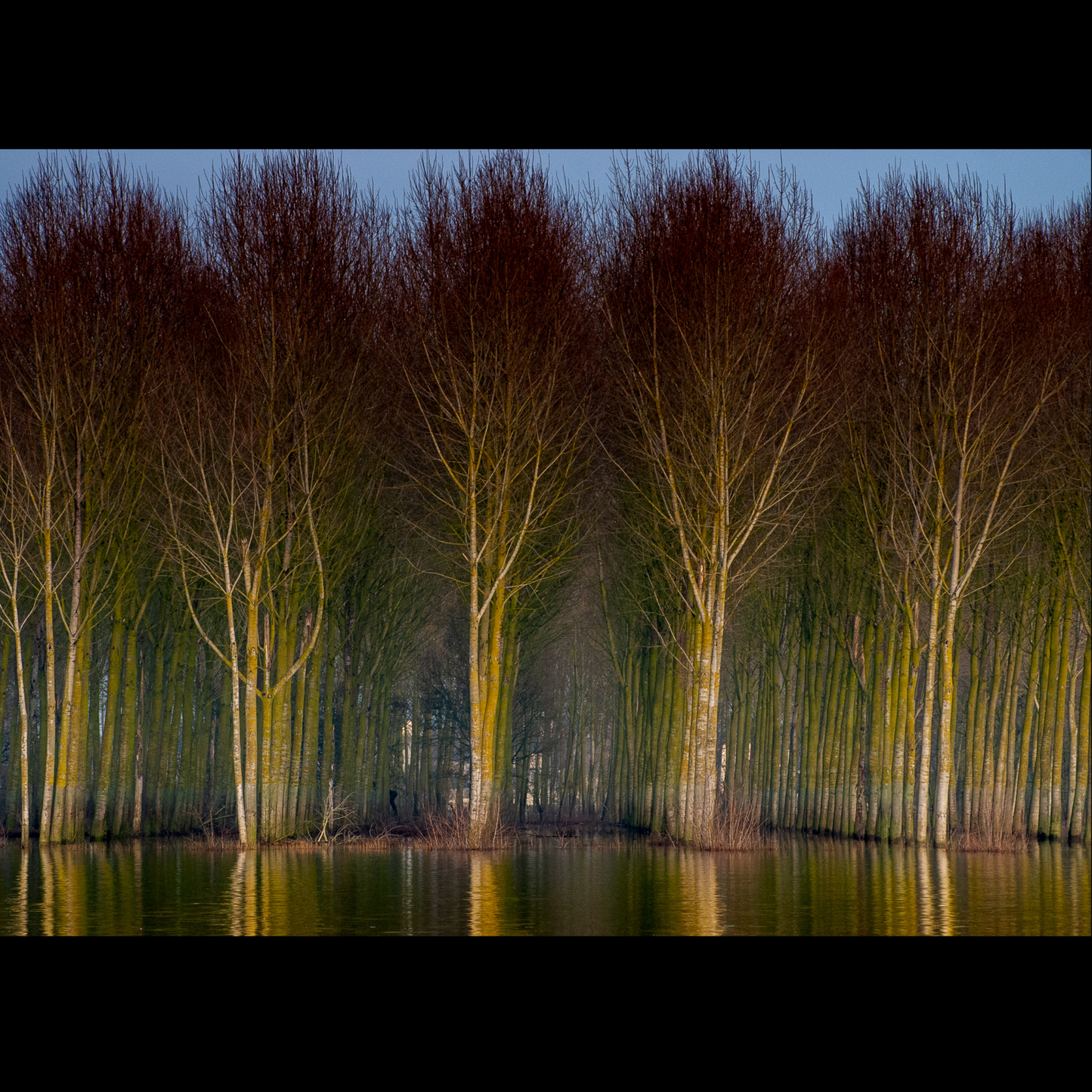 Photographie "6 Arbres"