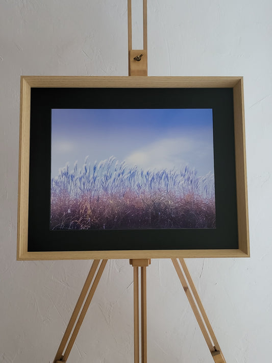 Photographie "Pluie de roseaux"