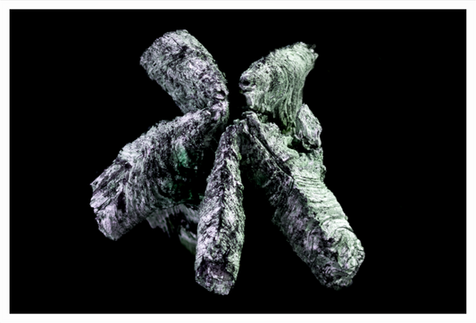 Bois vert